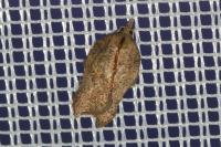 Acleris emargana