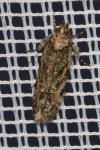 Psoricoptera gibbosella