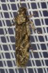 Psoricoptera gibbosella