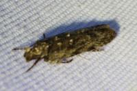 Psoricoptera gibbosella