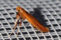 Caloptilia elongella
