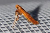 Caloptilia elongella