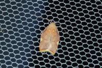 Carcina quercana