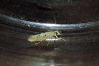 Ypsolopha alpella