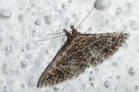 Alucita huebneri