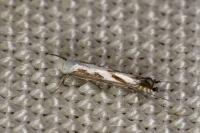 Lyonetia prunifoliella