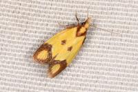 Agapeta zoegana
