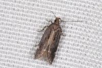 Aroga velocella