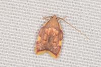 Carcina quercana