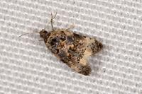 Endothenia