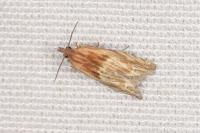 Eucosma gr. cana