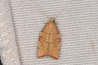 Pandemis corylana