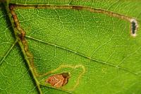 Stigmella continuella