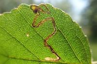 Stigmella sakhalinella