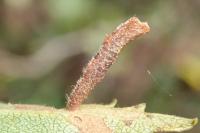 Coleophora milvipennis