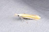 Coleophora valesianella