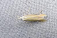 Coleophora valesianella