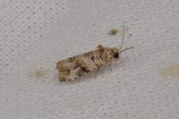Lobesia botrana