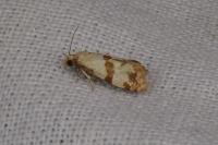 Phalonidia contractana