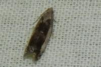 Epinotia ramella
