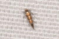 Phyllonorycter klemannella