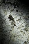 Notocelia incarnatana