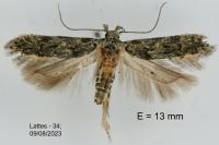 Istrianis arenicolella