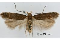 Scrobipalpa monochromella