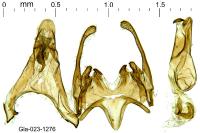 Scrobipalpa monochromella