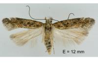 Scrobipalpa salinella