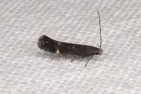 Aproaerema anthyllidella