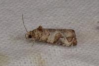 Lobesia botrana