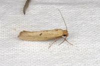 Myrmecozela ataxella