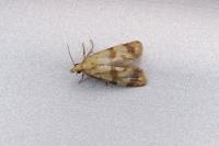 Phalonidia contractana