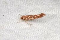 Pyroderces argyrogrammos