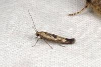 Scythris limbella
