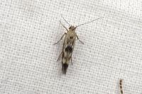 Scythris limbella