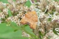 Choreutis nemorana