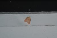 Carcina quercana