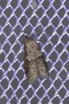 Penestoglossa dardoinella