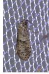 Penestoglossa dardoinella