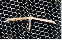 Emmelina monodactyla