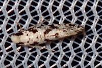 Nemapogon nevadellus