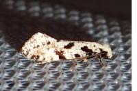 Nemapogon nevadellus