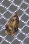 Ditula angustiorana