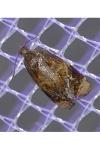 Ditula angustiorana
