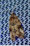 Lobesia botrana