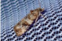 Lobesia botrana