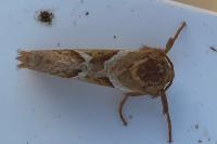Triodia sylvina