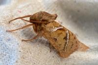 Triodia sylvina